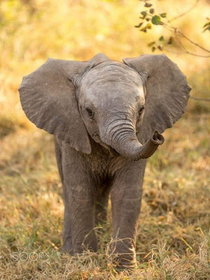 Elephant | Diamond Painting