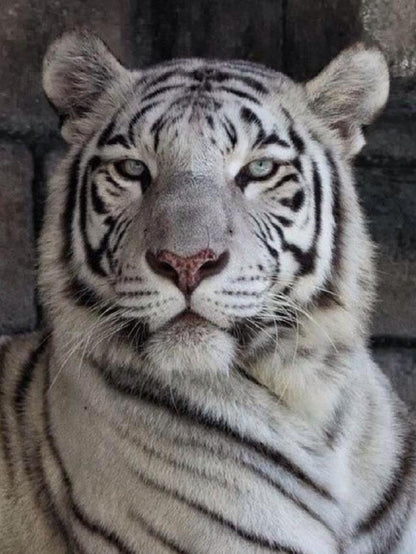 White Tiger | Diamond Painting