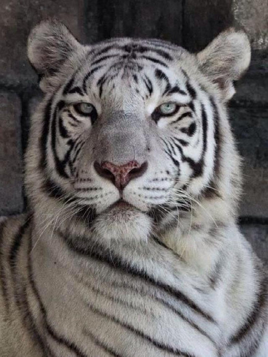White Tiger | Diamond Painting