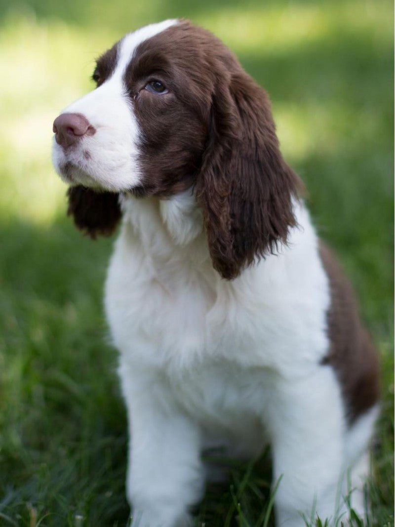 English Springer Spaniel Dog | Diamond Painting