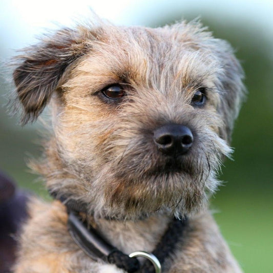 Dog Border Terrier | Diamond Painting