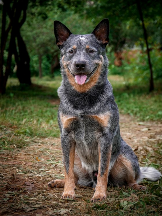 Cattle Dog (Blue Heeler) | Diamond Painting