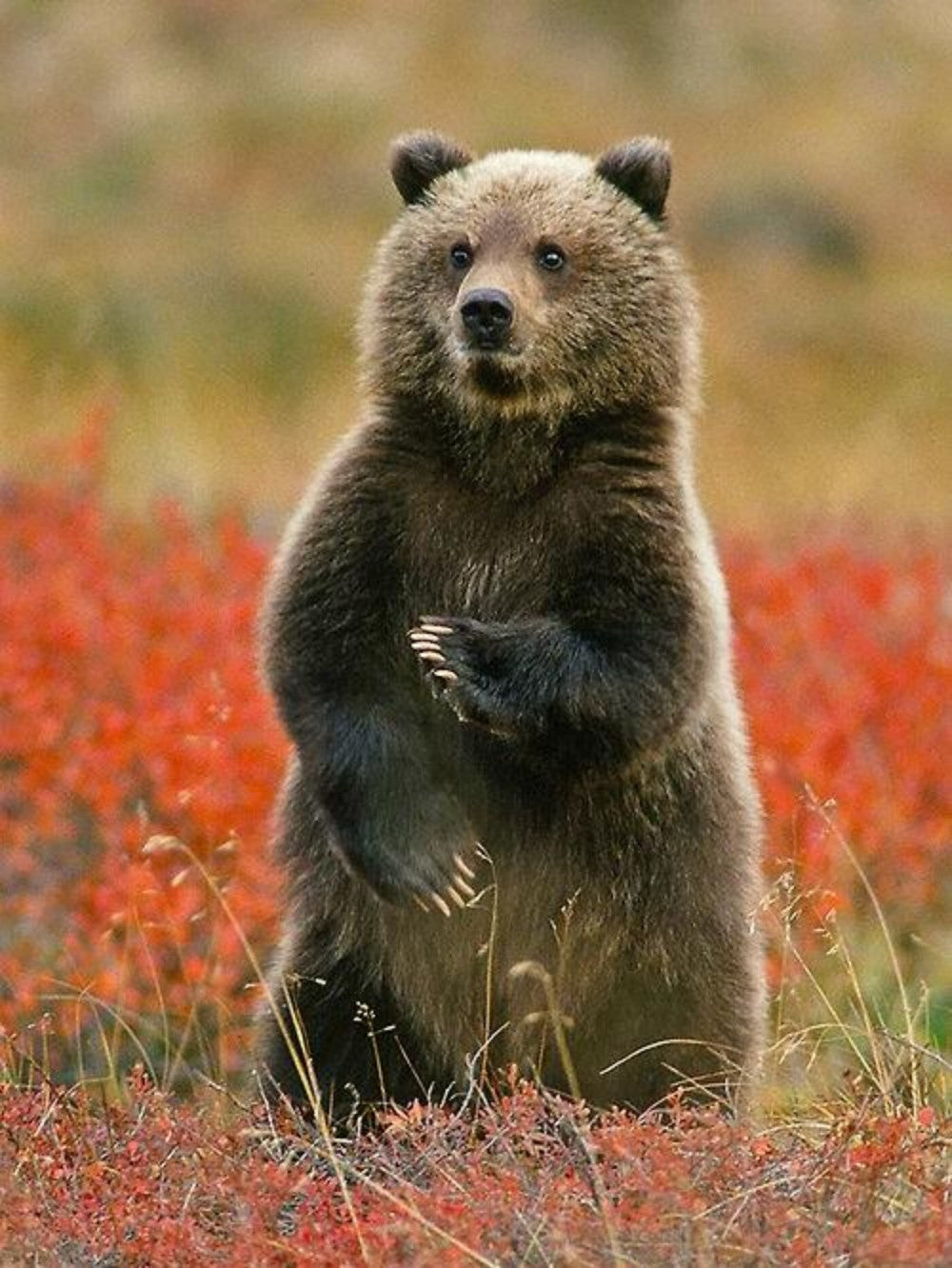 Brown Bear | Diamond Painting