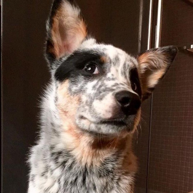 Cattle Dog (Blue Heeler) | Diamond Painting