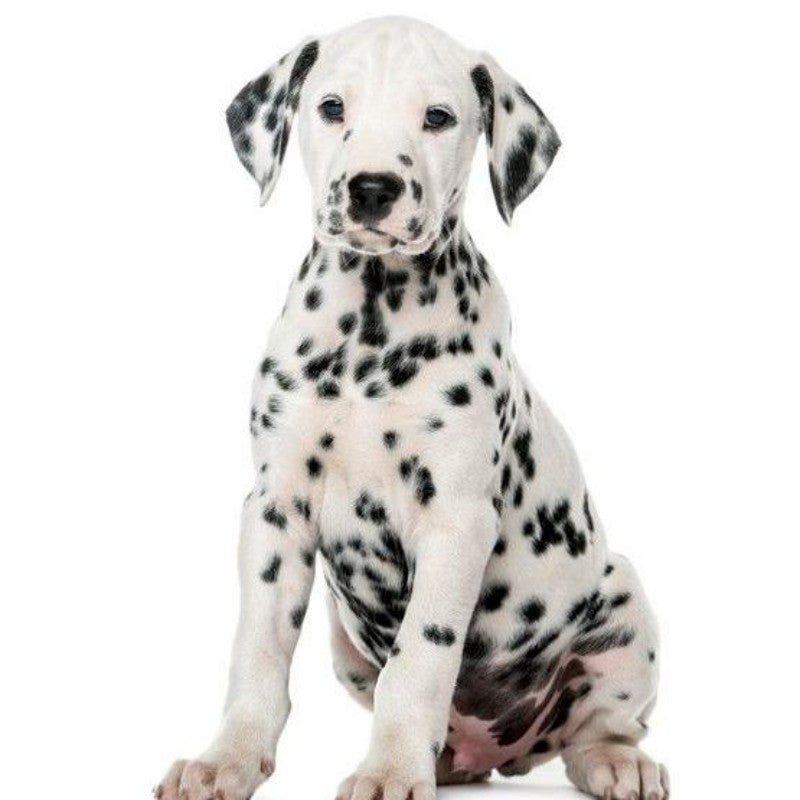 Dalmatians Dog | Diamond Painting