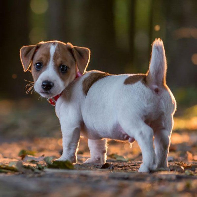 Dog Jack Russell | Diamond Painting