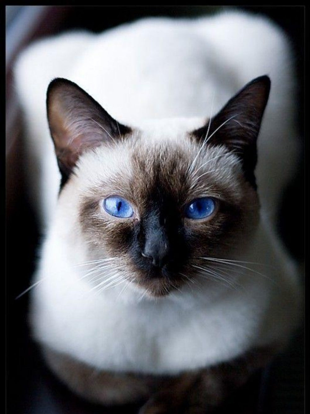 Siamese Cat | Diamond Painting