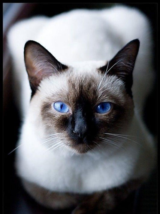 Siamese Cat | Diamond Painting