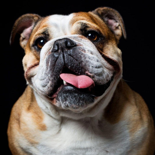 Dog English Bulldog | Diamond Painting