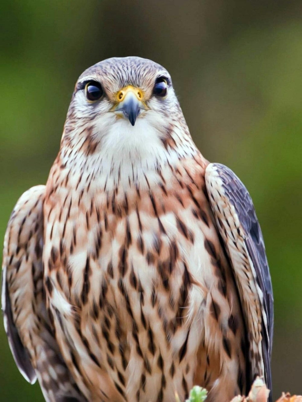 Falcon | Diamond Painting