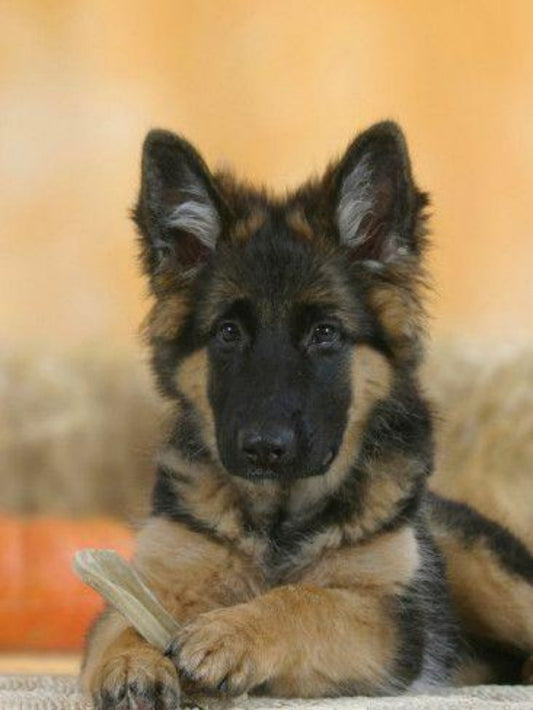 Dog German Shepherd | Diamond Painting