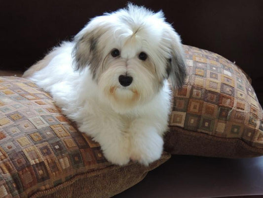 Havanese Dog | Diamond Painting