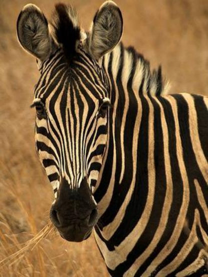 Zebra | Diamond Painting