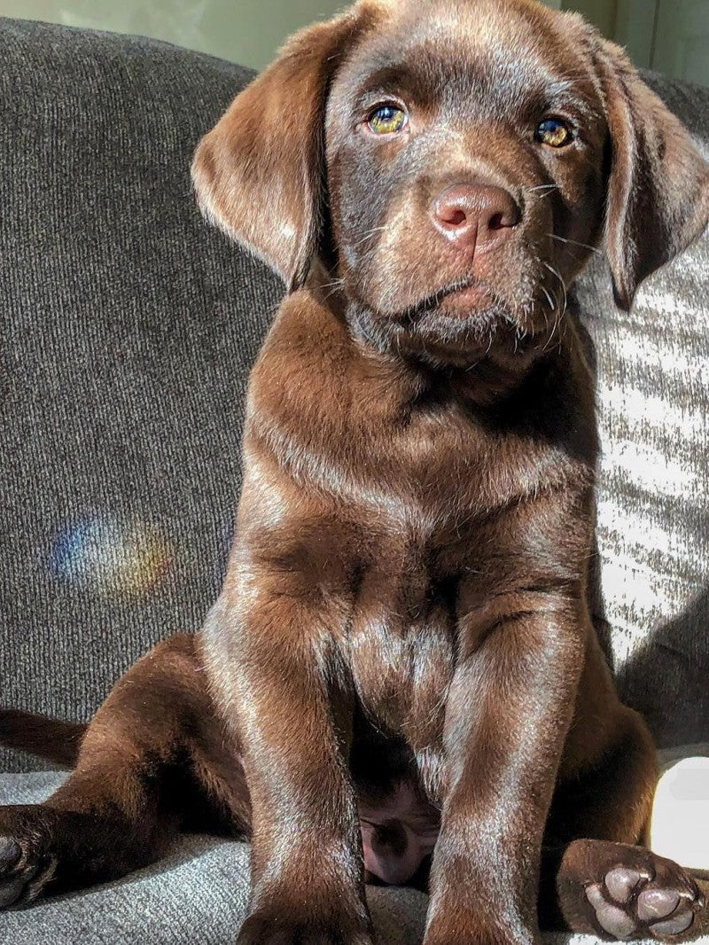 Chocolate Labrador Dog | Diamond Painting