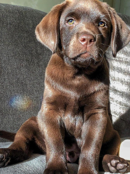 Chocolate Labrador Dog | Diamond Painting