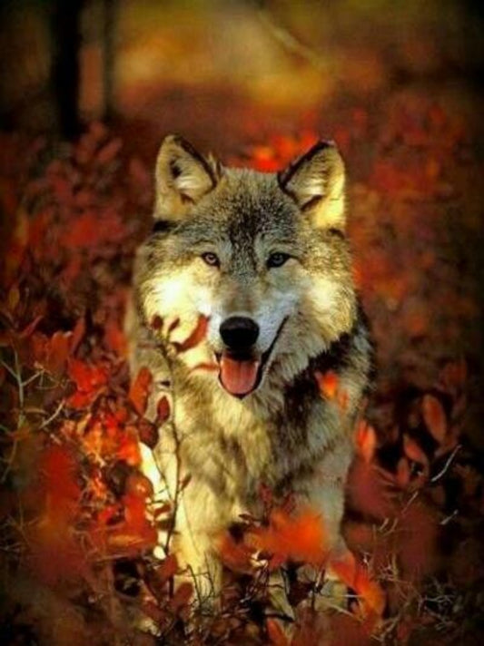 Wolf | Diamond Painting