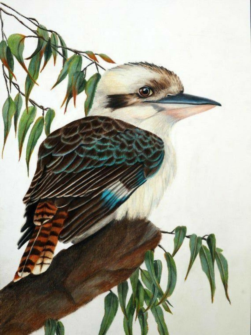 Kookaburra | Diamond Painting