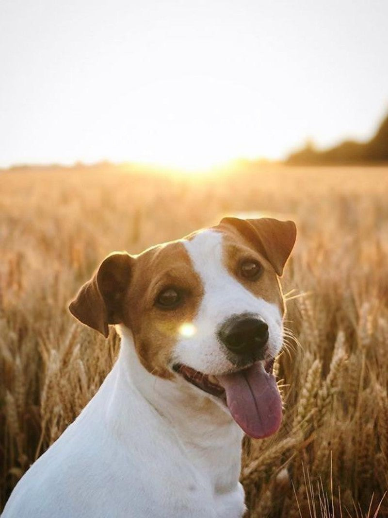 Dog Jack Russell | Diamond Painting