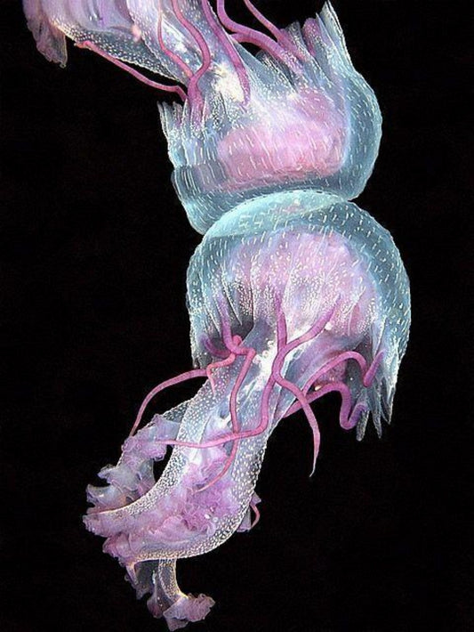 Jellyfish | Diamond Painting