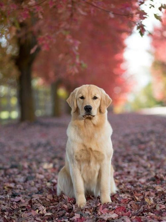 Golden Retriever Dog | Diamond Painting