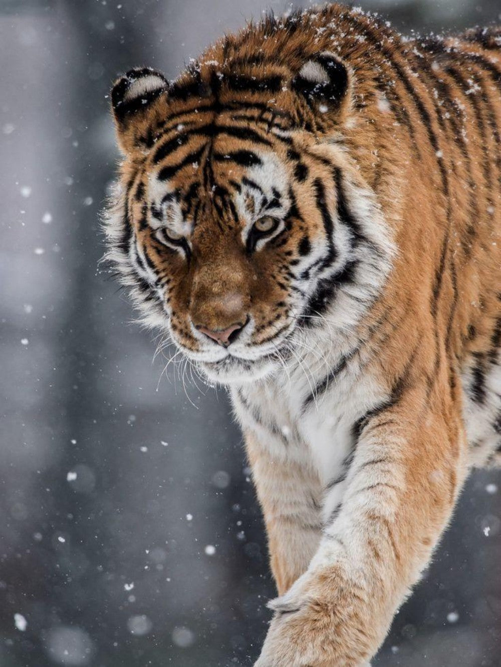Bengal Tiger | Diamond Painting