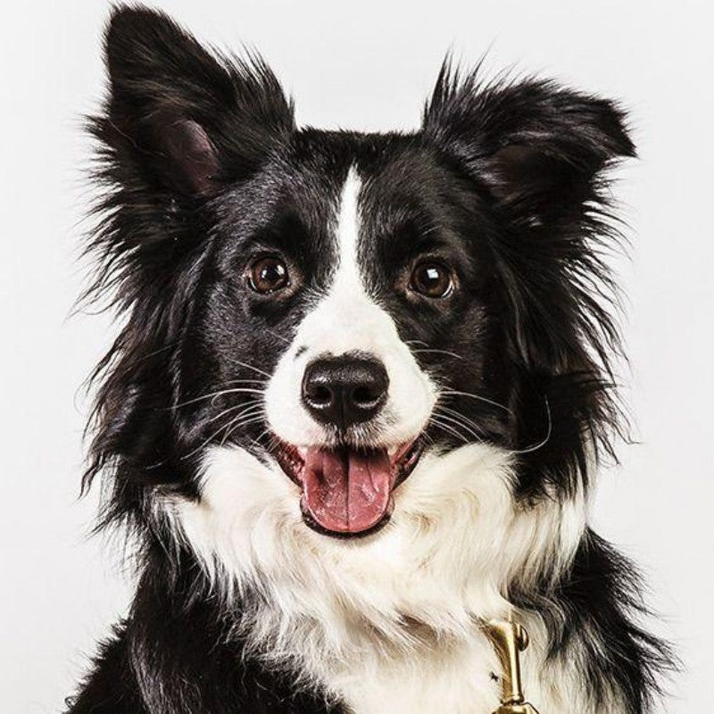 Dog Border Collie | Diamond Painting