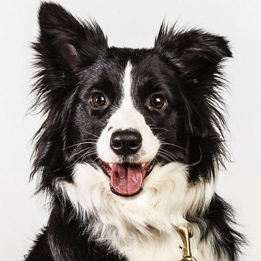 Dog Border Collie | Diamond Painting