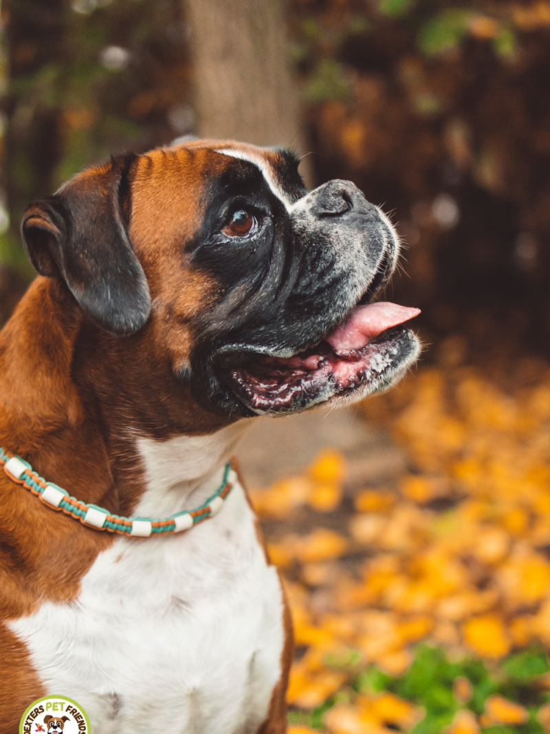 Boxer Dog | Diamond Painting