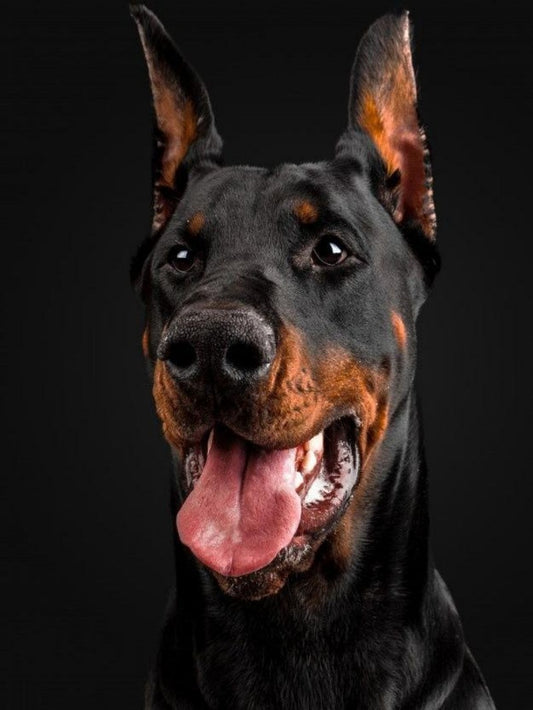 Dog Doberman | Diamond Painting