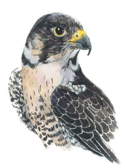 Falcon | Diamond Painting
