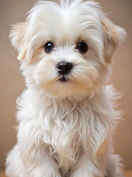 Havanese Dog | Diamond Painting