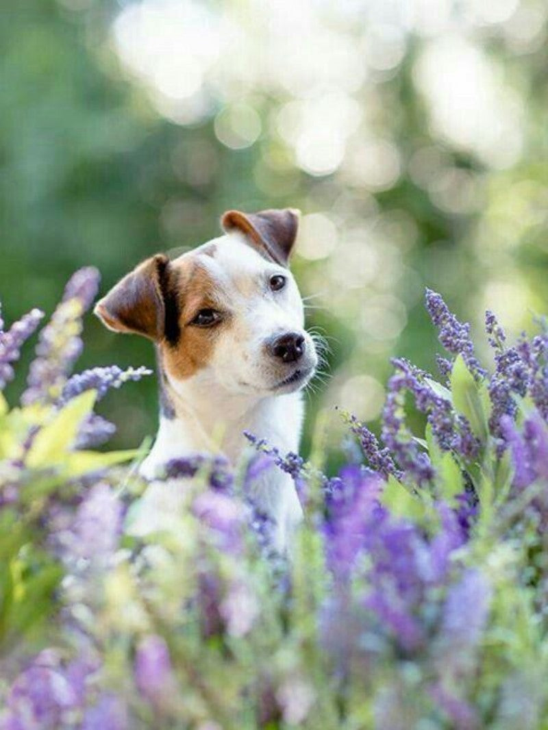 Dog Jack Russell | Diamond Painting