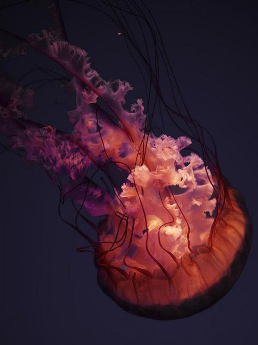 Jellyfish | Diamond Painting