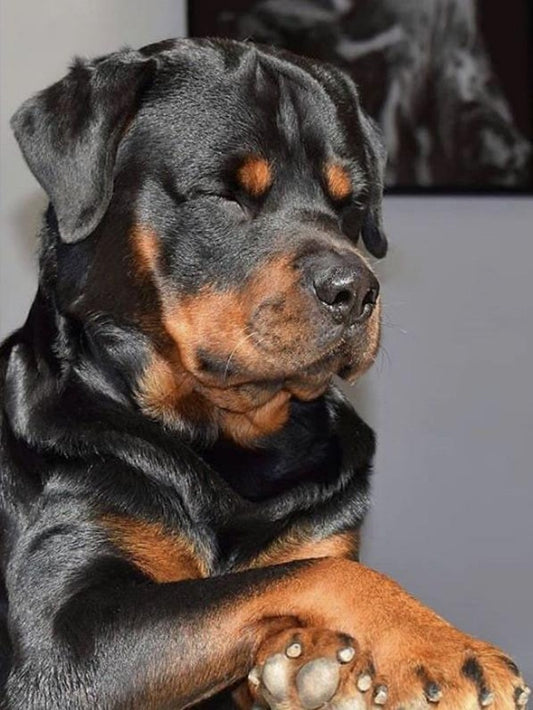 Rottweiler Dog | Diamond Painting