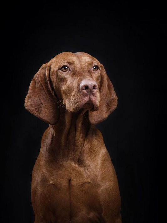 Vizsla Dog | Diamond Painting