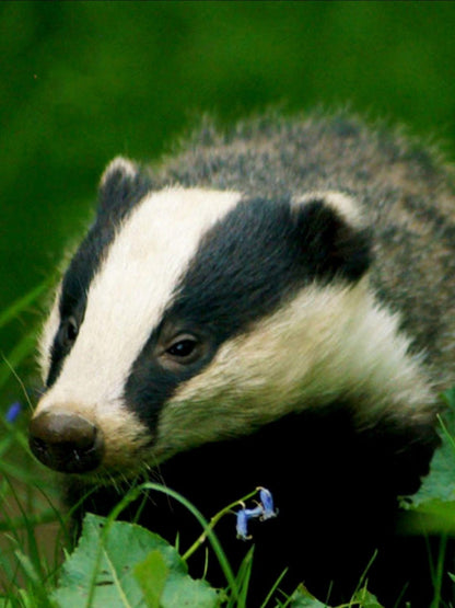 Badger | Diamond Painting