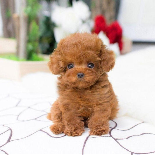 Poodle Dog | Diamond Painting