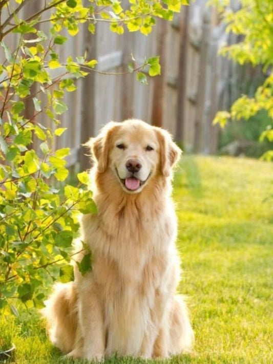 Golden Retriever Dog | Diamond Painting