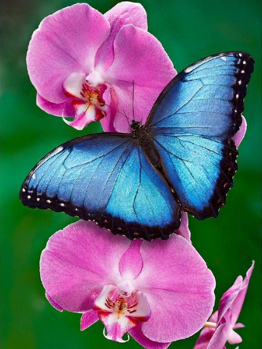 Butterfly | Diamond Painting