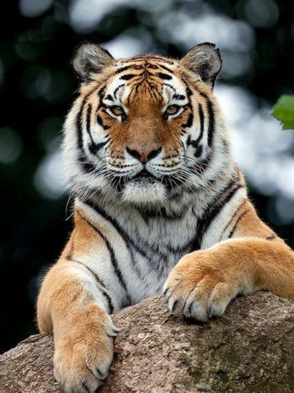 Bengal Tiger | Diamond Painting
