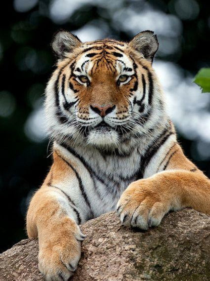 Bengal Tiger | Diamond Painting