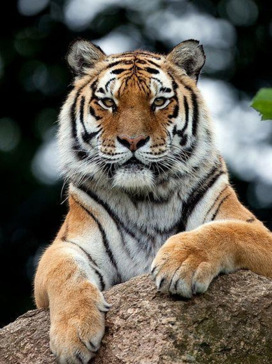 Bengal Tiger | Diamond Painting