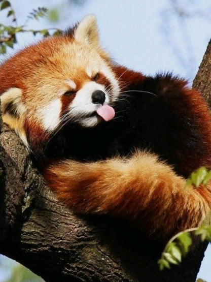 Red Panda | Diamond Painting