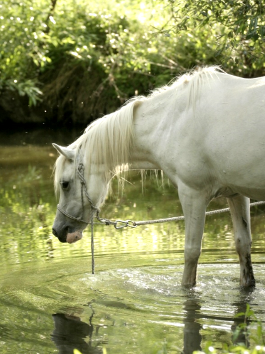 Horse | Diamond Painting