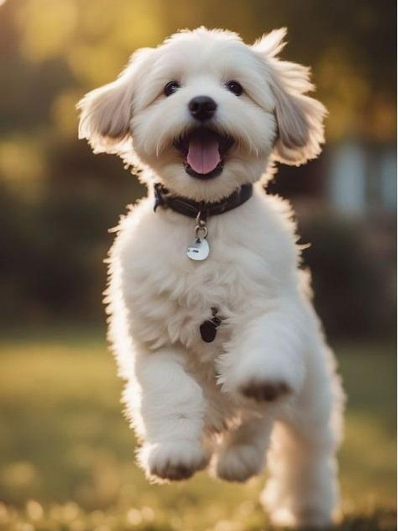 Havanese Dog | Diamond Painting