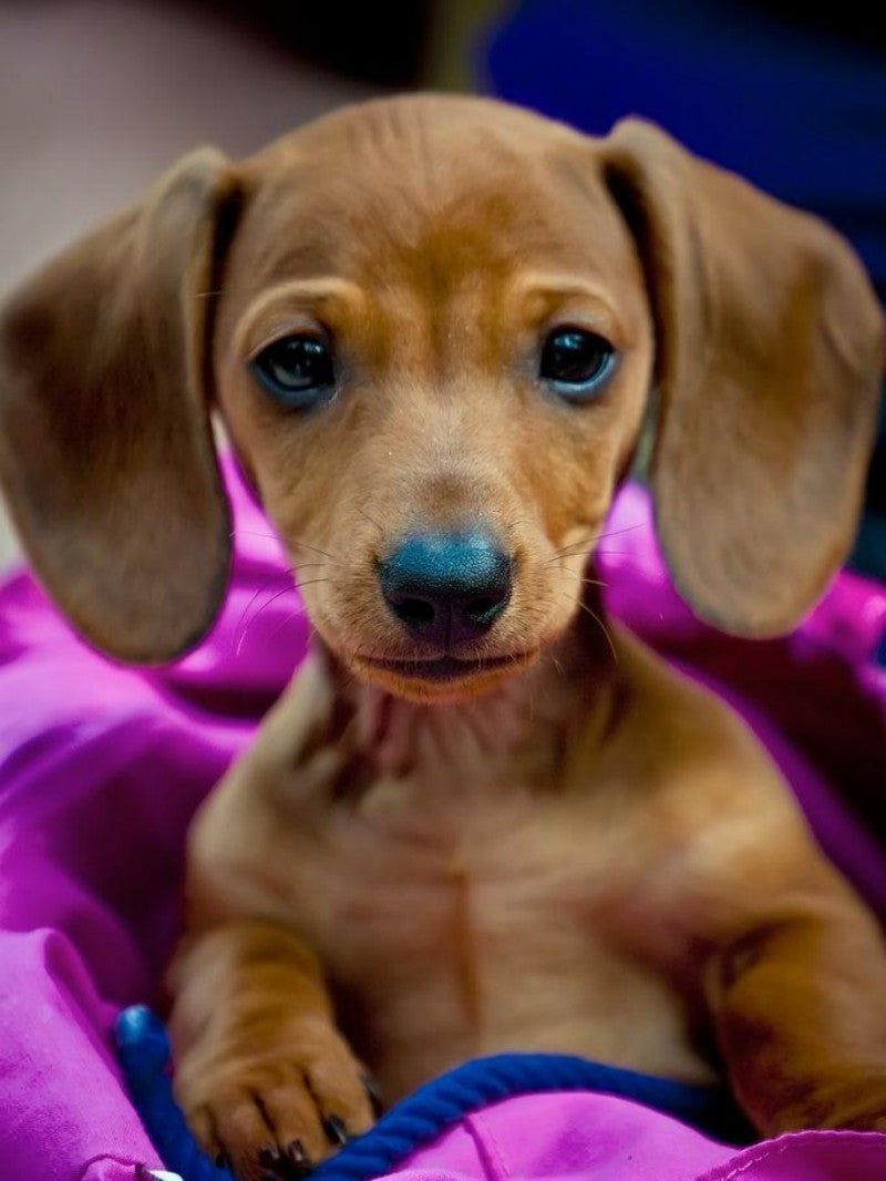 Dachshund Dog | Diamond Painting