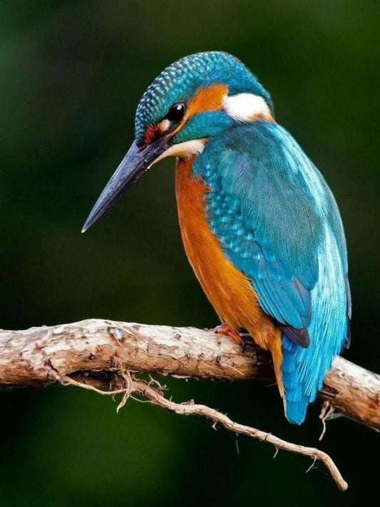 Kingfisher | Diamond Painting