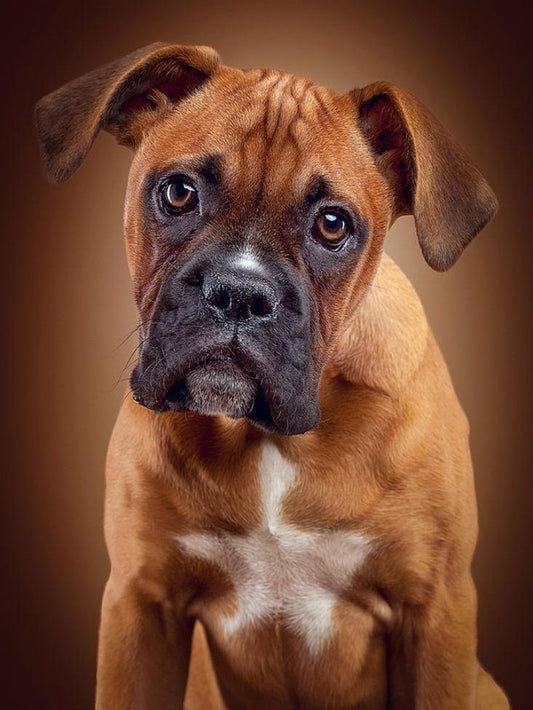 Boxer Dog | Diamond Painting