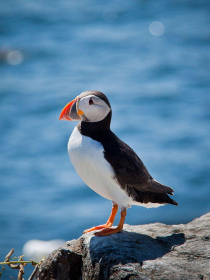 Puffin | Diamond Painting