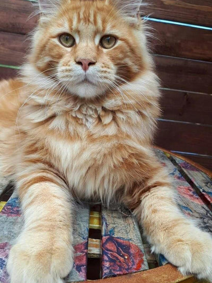 Maine Coon | Diamond Painting